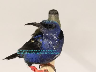 Blauwe suikervogel