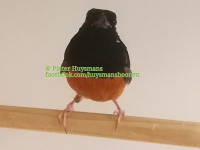 Schamalijster