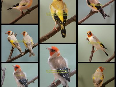 Major putters mutaties – Siberian goldfinch
