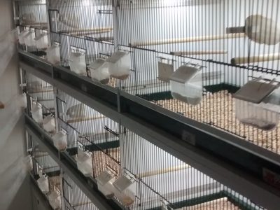 LED installatie op maat voor uw vogelkooi(en)